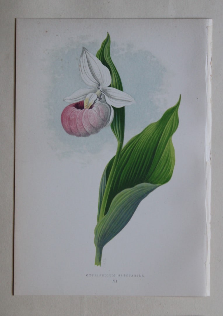 6 Alpine Plant engravings by AF Lydon & B Fawcett 1872: These beautiful wood engravings are from Alpine Plants: Figures and Descriptions of some of the Most Striking and Beautiful of the Alpine Flowers by David Wooster, F.R.H.S. Published by Bell and Daldy