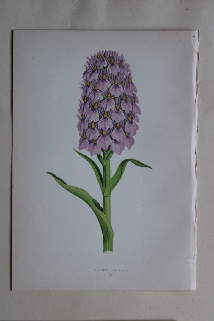 6 Alpine Plant engravings by AF Lydon & B Fawcett 1872: These beautiful wood engravings are from Alpine Plants: Figures and Descriptions of some of the Most Striking and Beautiful of the Alpine Flowers by David Wooster, F.R.H.S. Published by Bell and Daldy