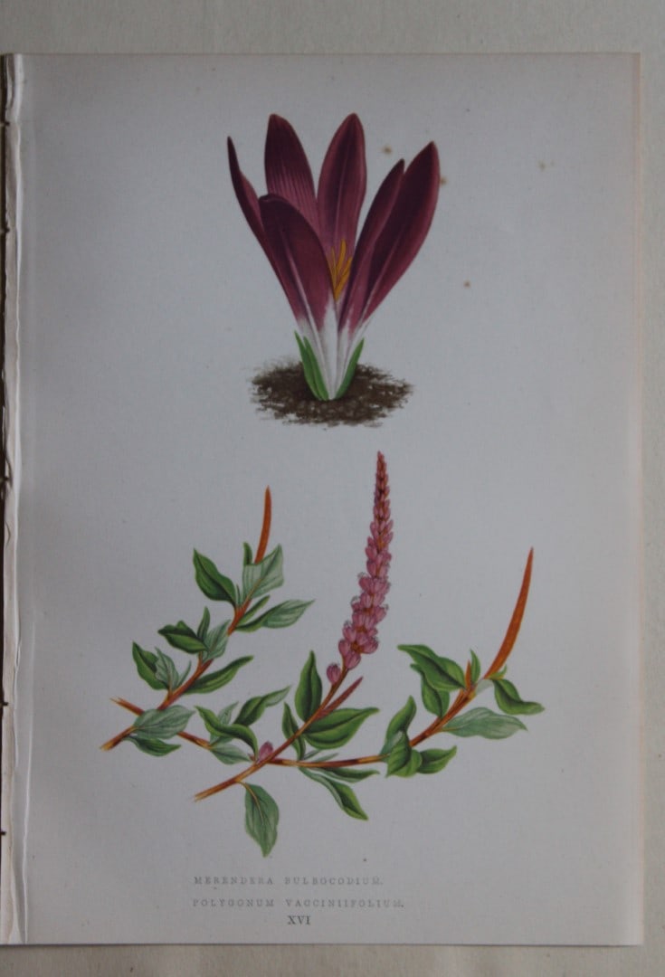 6 Alpine Plant engravings by AF Lydon & B Fawcett 1872: These beautiful wood engravings are from Alpine Plants: Figures and Descriptions of some of the Most Striking and Beautiful of the Alpine Flowers by David Wooster, F.R.H.S. Published by Bell and Daldy