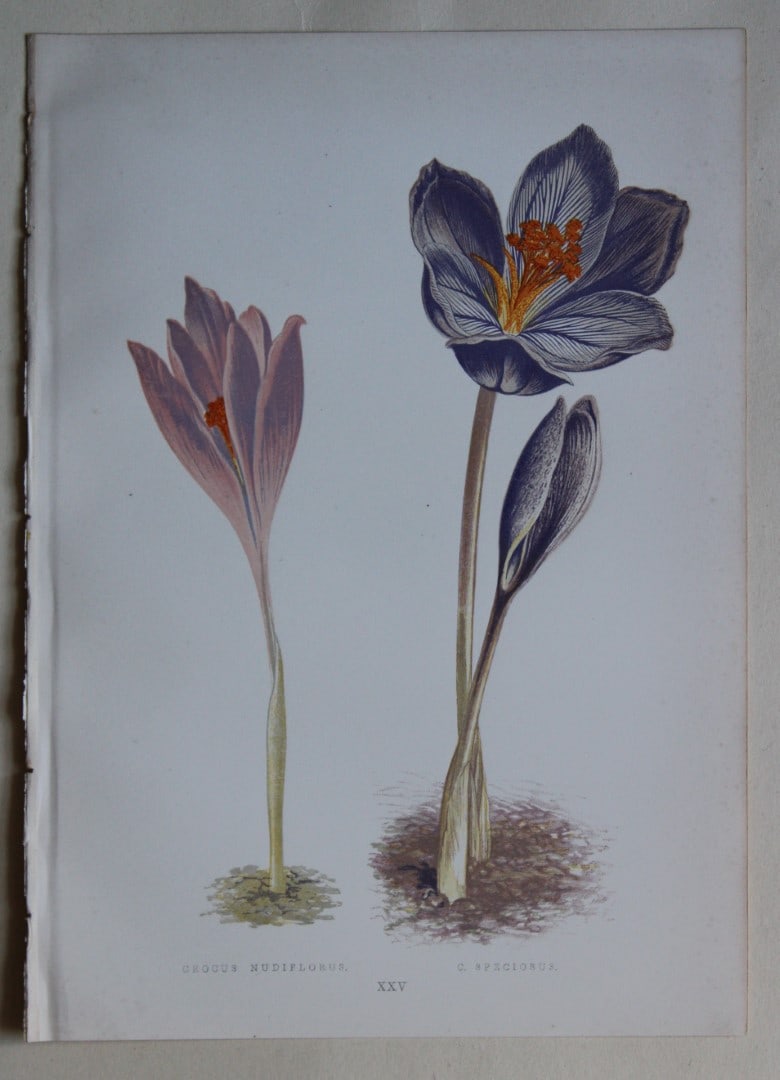 6 Alpine Plant engravings by AF Lydon & B Fawcett 1872: These beautiful wood engravings are from Alpine Plants: Figures and Descriptions of some of the Most Striking and Beautiful of the Alpine Flowers by David Wooster, F.R.H.S. Published by Bell and Daldy