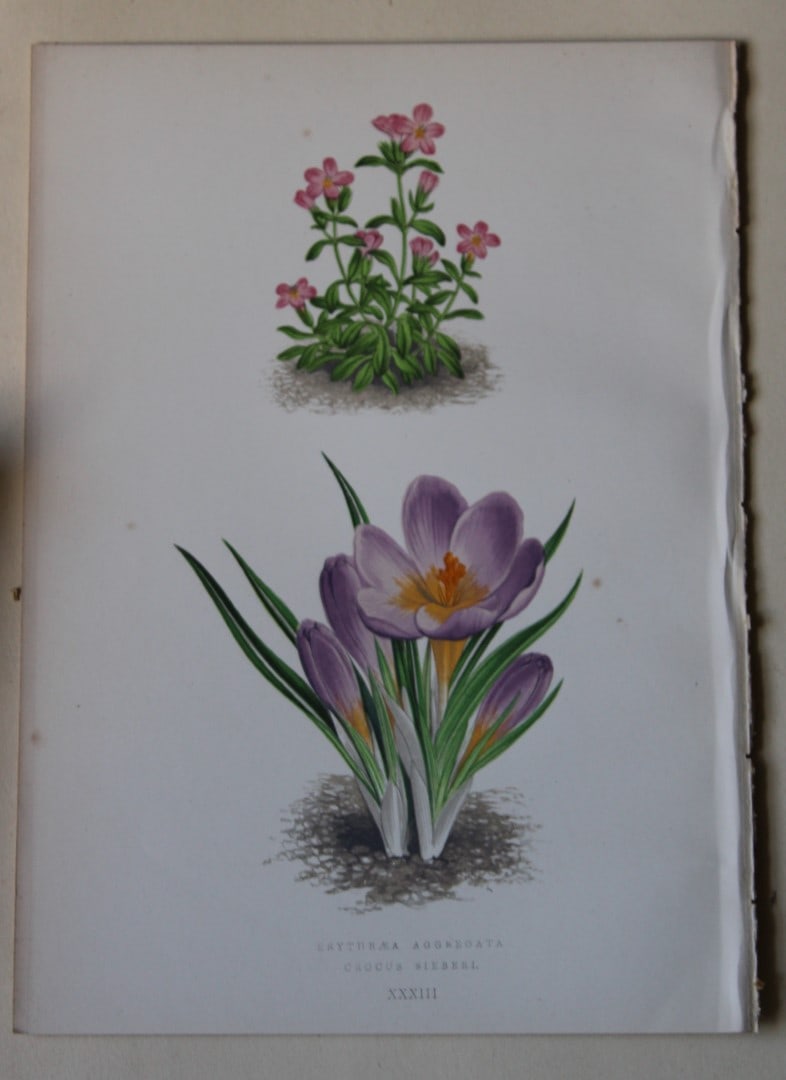 6 Alpine Plant engravings by AF Lydon & B Fawcett 1872: These beautiful wood engravings are from Alpine Plants: Figures and Descriptions of some of the Most Striking and Beautiful of the Alpine Flowers by David Wooster, F.R.H.S. Published by Bell and Daldy