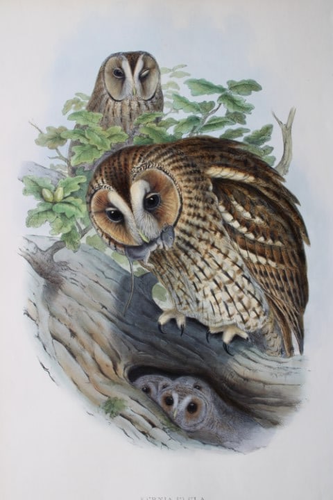John Gould - Tengmalm's Owl 1862-73: This original lithograph of the Tengmalm's owl (Nyctale tengmalmi ) is from John Gould's Birds of Great Britain, issued in 25 parts between 1862 and 1873. This plate is number 36 from volume 1 of this