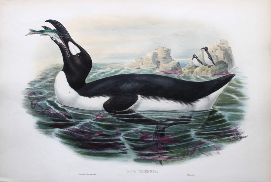 John Gould - Great Auk (now extinct) 1862-73 (1 of 3)