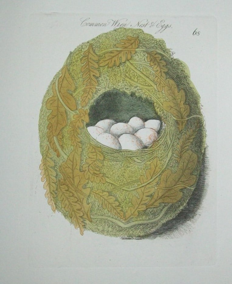James Bolton  - Common Wren Nest & Eggs 1824 (1 of 2)