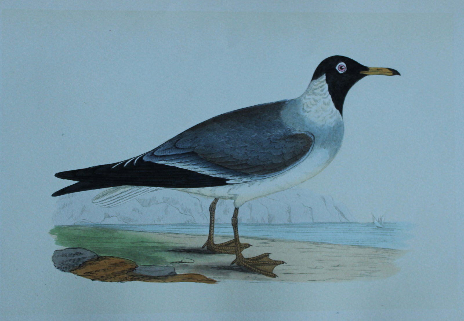 Charles Bree - 5 prints of Gulls from Birds of Europe 1866: These hand-coloured wood engravings are from the History of the Birds of Europe, not observed in the British Isles by Charles Robert Bree, FZS and published by Groombridge and Sons, London. 1866, firs