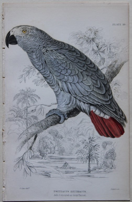 Edward Lear - 4 parrot engravings 1836 (1 of 4)