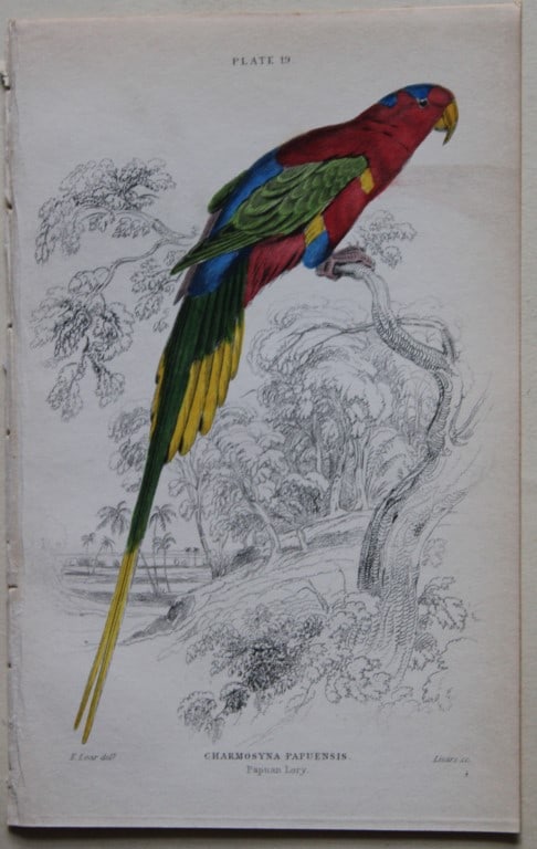 Edward Lear - 3 parrot engravings 1836 (1 of 3)