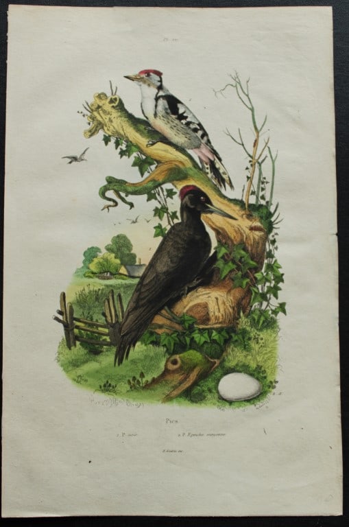 FE Guerin-Meneville - 3 prints of birds 1838 (1 of 3)
