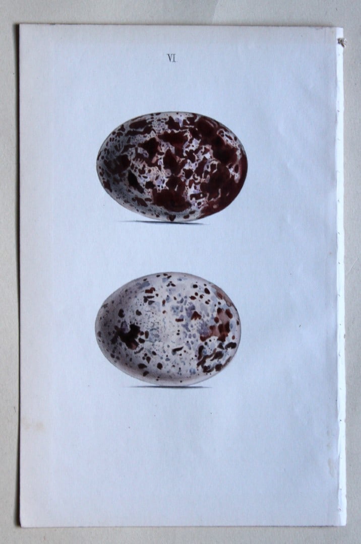 W Hewitson - 4 prints of birds of prey eggs 1856: These hand-coloured engravings of the eggs of birds of prey are from the Coloured Illustrations of the Eggs of British Birds accompanied with descriptions of the Eggs and Nests by William C Hewitson,