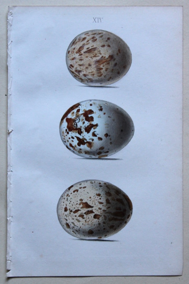 W Hewitson - 4 prints of birds of prey eggs 1856: These hand-coloured engravings of the eggs of birds of prey are from the Coloured Illustrations of the Eggs of British Birds accompanied with descriptions of the Eggs and Nests by William C Hewitson,