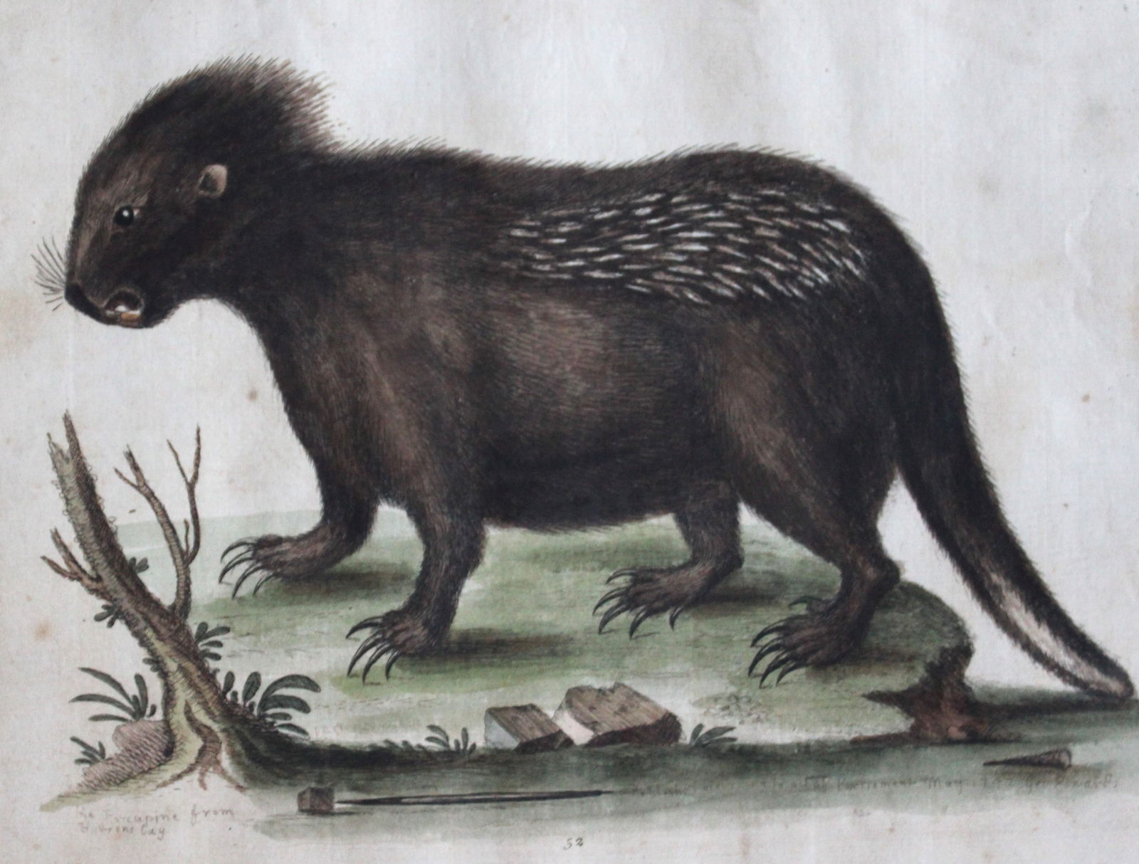 George Edwards - Porcupine from Hudson's Bay 1743 (1 of 3)
