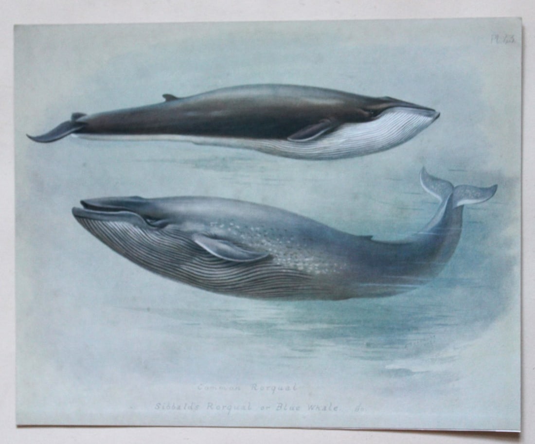 A Thorburn - 3 prints of Whales 1920: These original antique prints of 1. the Atlantic Right Whale & Humpbacked Whale, 2. the Blue Whale and Common Rorqual and 3. Cuvier's Whale & Sowerby's Whale are from British Mammals by Archibald Thor