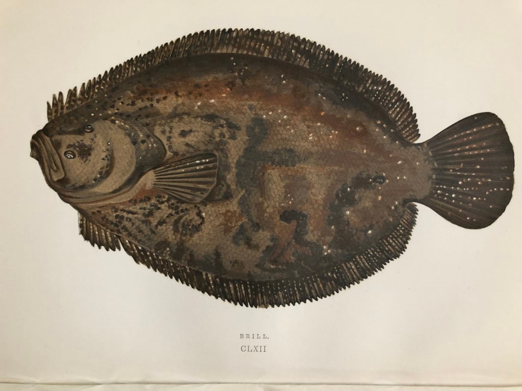 Jonathan Couch - 4 prints of Flatfish 1877 (1 of 4)