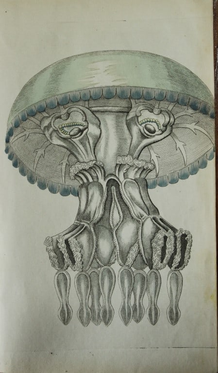 Shaw & Nodder - Engraving of Medusa Jellyfish 1790 (1 of 3)