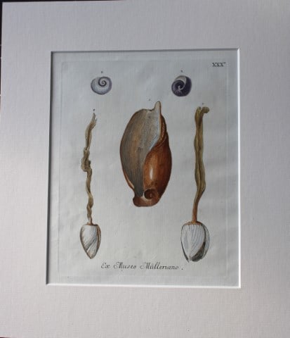 George Knorr - Shells from Les Delices... 1765 (1 of 2)