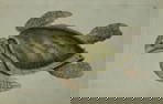 Shaw & Nodder - Engraving of Imbricated Tortoise 1790