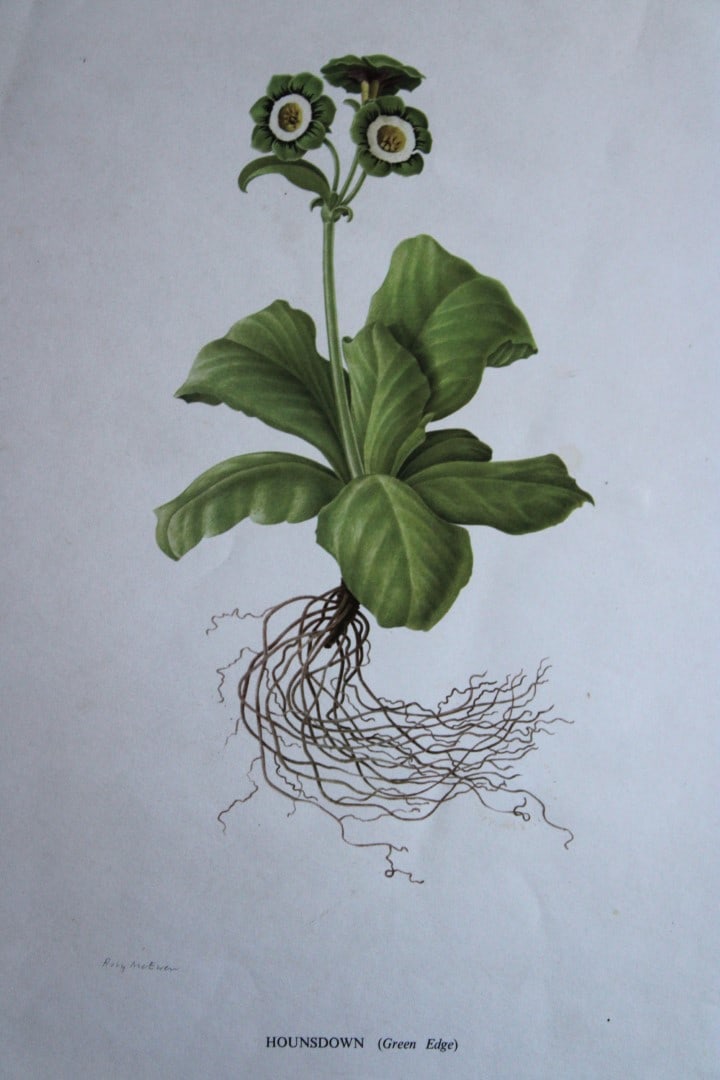 Rory McEwen - Hounsdown Auricula 1964 (1 of 2)