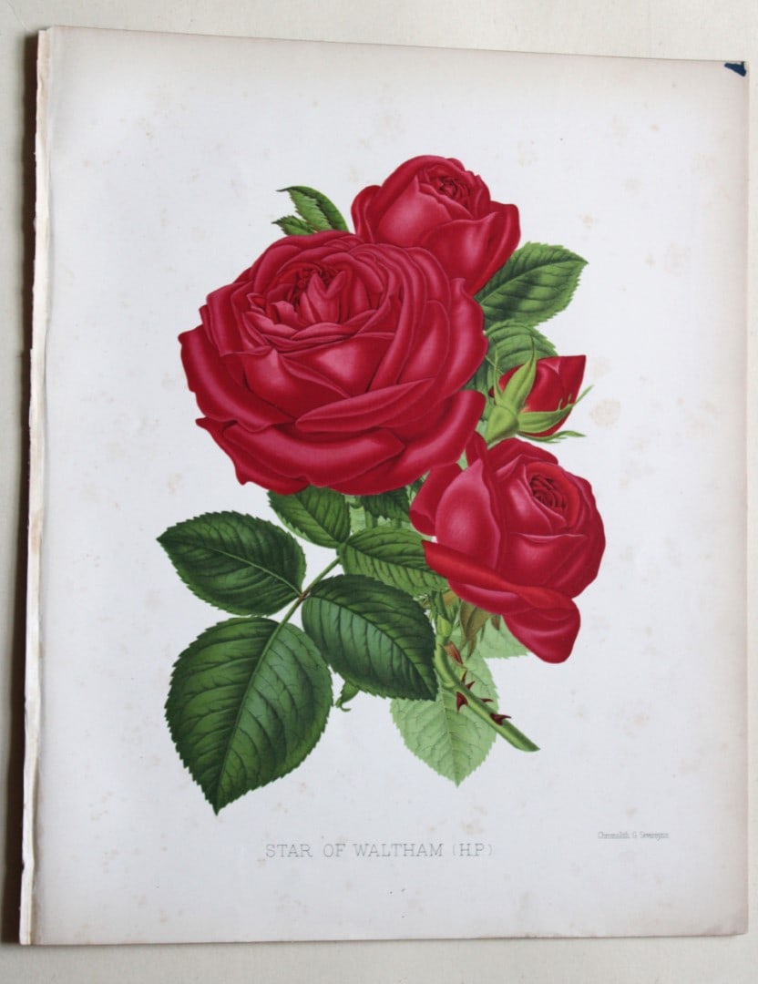 Walter Fitch - 3 prints of Roses engraved by Severeyns 1888 (1 of 3)