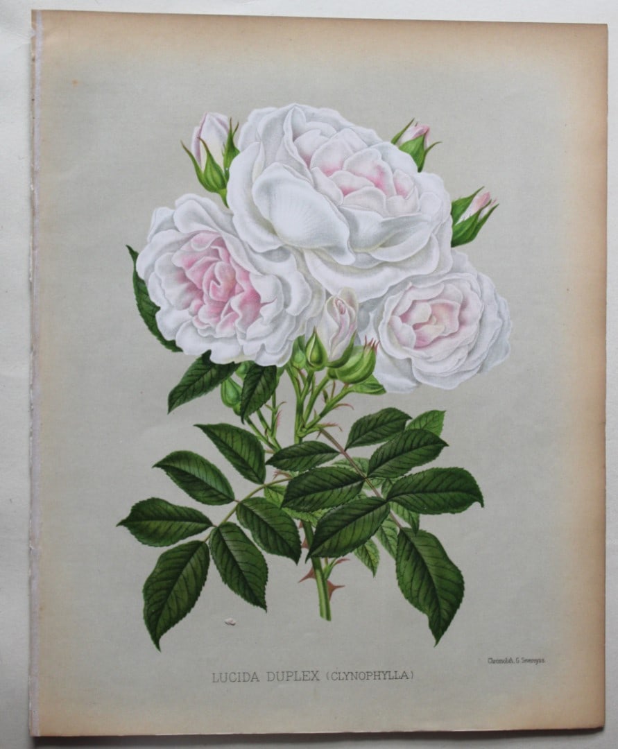 Walter Fitch - 3 prints of Roses engraved by Severeyns 1888 (1 of 3)