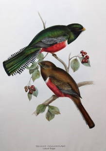 John Gould - Original lithograph of Collared Trogon 1835: This original lithograph of the Collared Trogon (Trogon collaris) is from John Gould?s A Monograph of the Trogonidae, or Family of Trogons. Published by J Gould, Golden Square, London 1835 and
