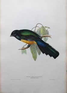 John Gould - Original lithograph of Black-headed Trogon 1835: This original lithograph of the Black-headed Trogon (Trogon melanocephala) is from John Gould?s A Monograph of the Trogonidae, or Family of Trogons. Published by J Gould, Golden Square, London 1835