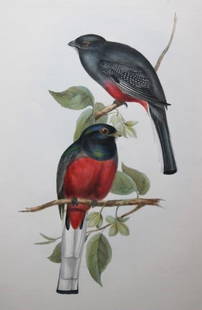John Gould - Original lithograph of Surucua Trogon 1835: This original lithograph of the Surucua Trogon (Trogon surucura) is from John Gould?s A Monograph of the Trogonidae, or Family of Trogons. Published by J Gould, Golden Square, London 1835 and printed
