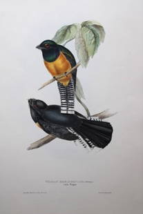 John Gould - Original lithograph of Little Trogon 1835: This original lithograph of the Little Trogon (Trogon meridionalis) is from John Gould?s A Monograph of the Trogonidae, or Family of Trogons. Published by J Gould, Golden Square, London 1835 and