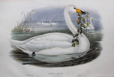 John Gould - Original lithograph of Whooper Swan 1862-73: This original lithograph of the Wild Swan or Whooper (Cygnus ferus) is from John Gould's Birds of Great Britain, issued in 25 parts between 1862 and 1873. This plate is number 4 from volume 2 of