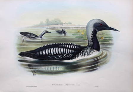 John Gould - Original lithograph of Black-throated Diver 1862-73: This original lithograph of the Black-throated Diver (Colymbus arcticus) is from John Gould's Birds of Great Britain, issued in 25 parts between 1862 and 1873. This plate is number 44 from volume 5