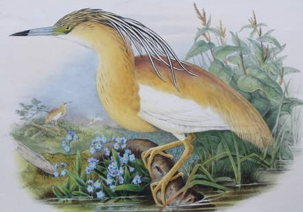 John Gould - Original lithograph of Squacco Heron 1862-73: This original lithograph of the Squacco Heron (Buphus comatus) is from John Gould's Birds of Great Britain, issued in 25 parts between 1862 and 1873. This plate is number 25 from volume 4 of this