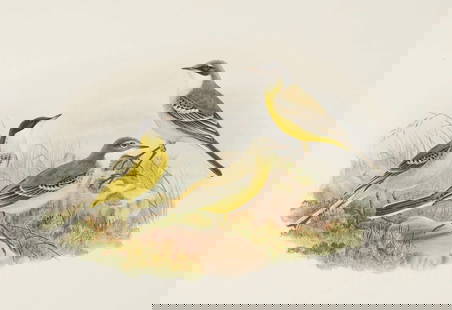 John Gould - Original lithograph of Grey-capped Wagtail 1862-73: This original lithograph of the Grey-capped Wagtail (Budytes cinereocapilla) is from John Gould's Birds of Great Britain, issued in 25 parts between 1862 and 1873. This plate is number 5 from volume