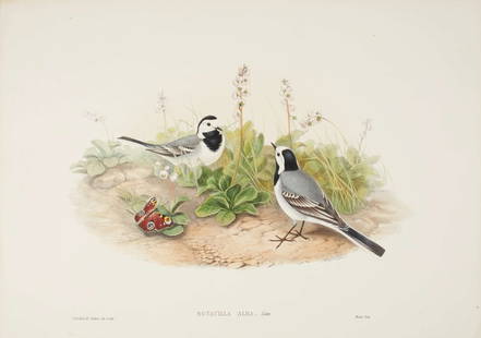John Gould - Original lithograph of White Wagtail 1862-73: This original lithograph of the White Wagtail (Motacilla alba) is from John Gould's Birds of Great Britain, issued in 25 parts between 1862 and 1873. This plate is number 2 from volume 3 of this