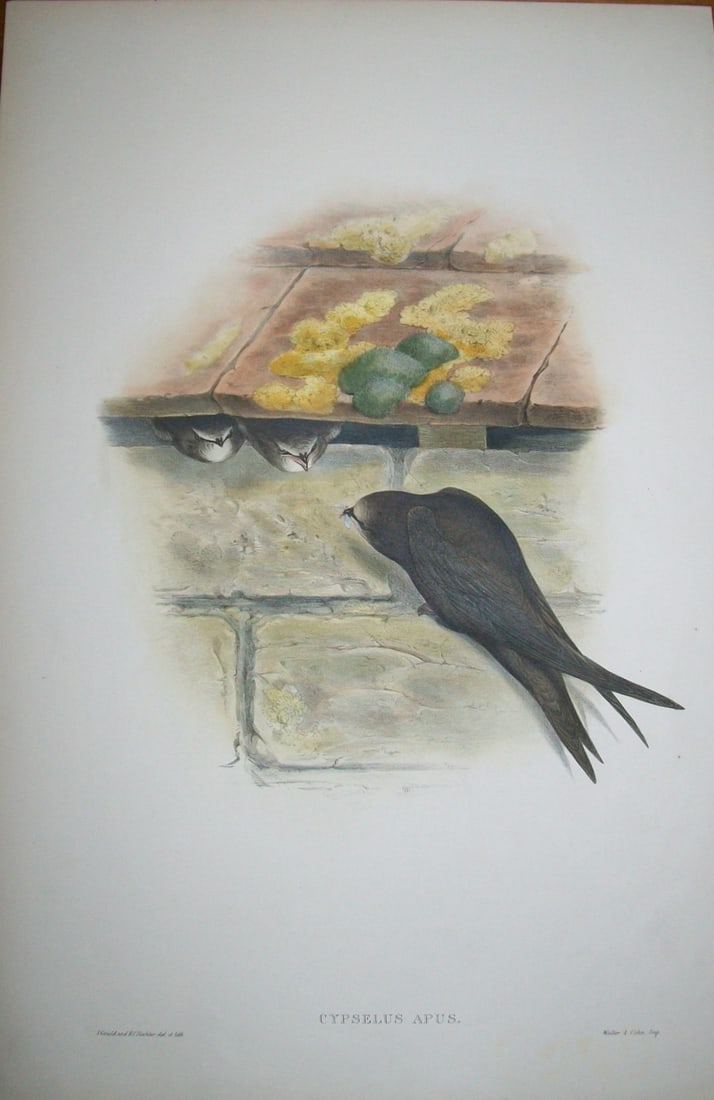John Gould - Original lithograph of Swift 1862-73 (1 of 2)