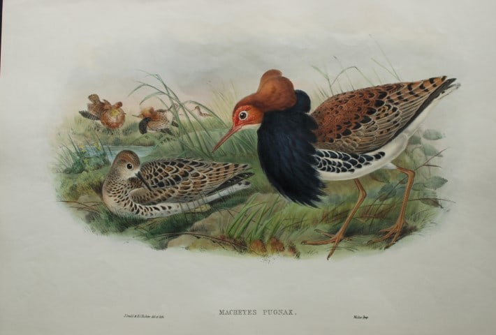 John Gould - Original lithograph of Ruff (Breeding plumage) 1862-73: This original lithograph of the Ruff in Breeding plumage (Machetes pugnax) is from John Gould's Birds of Great Britain, issued in 25 parts between 1862 and 1873. This is plate 61 from volume 4 and was