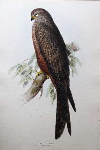John Gould - Original lithograph of Black Kite by Edward Lear 1832-37: This original lithograph of the Black Kite (Milvus Ater) is from John Gould's The Birds of Europe, issued in parts between 1832-37. This plate is number 29 from volume 1 of this work and was drawn and