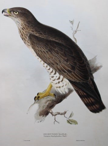 John Gould - Original lithograph of Short-toed Eagle by Edward Lear 1832-37: This original lithograph of the Short-toed Eagle (Circaeus brachydactylus) is from John Gould's The Birds of Europe, issued in parts between 1832-37. This plate is number 13 from volume 1 of this work
