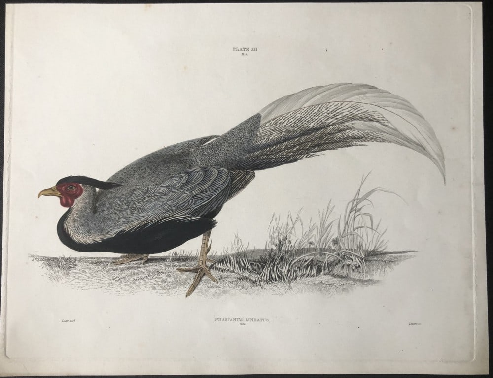 Edward Lear - Silver Pheasant (Phasianus Lineatus) 1836 (1 of 2)