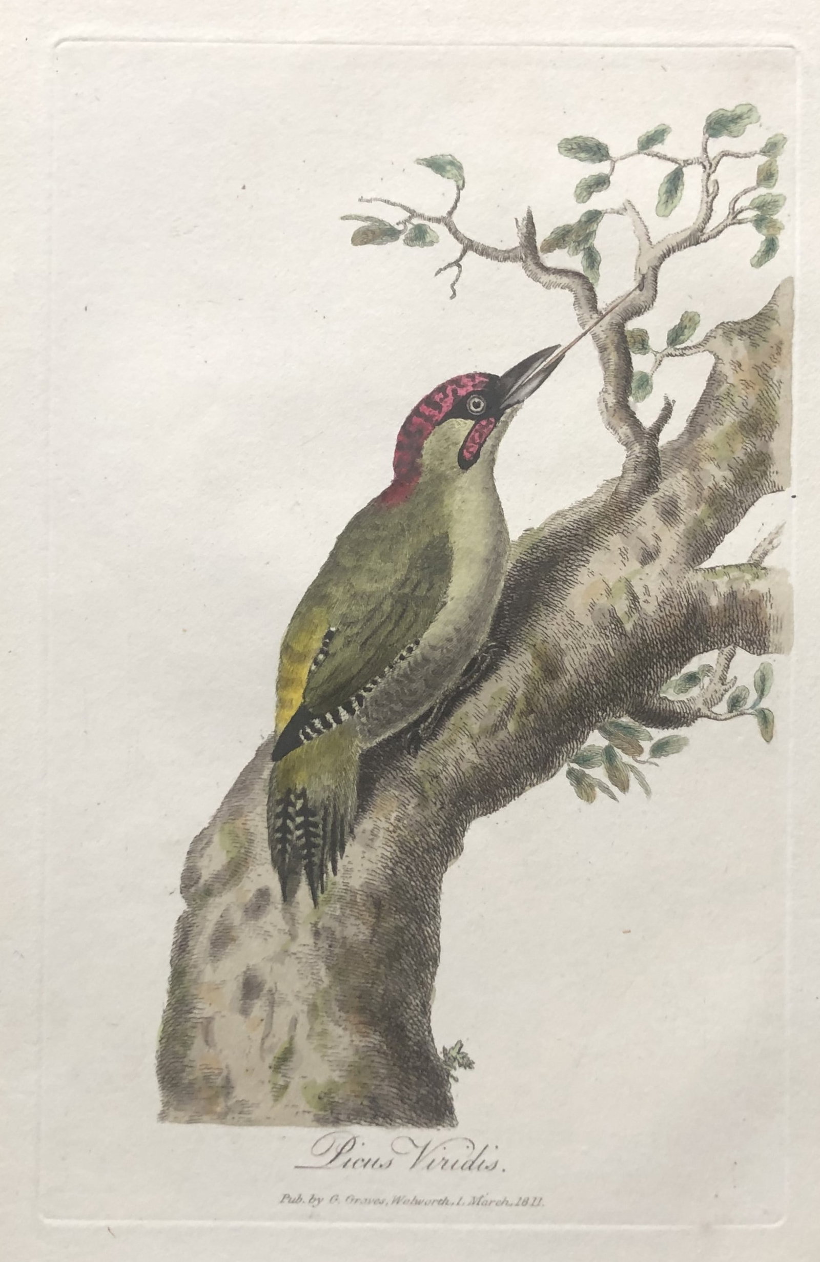 George Graves - Green Woodpecker engraving 1811: This rare hand-coloured copper plate engraving is from British Ornithology: being the History with a coloured representation of every known species of birds by George Graves. Published by Stephen Couc
