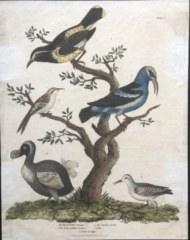Buffon - Dodo and Creepers engraving  1817 (1 of 2)