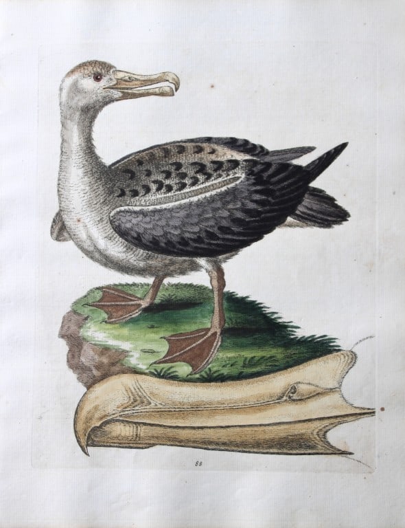 George Edwards - Engraving of Albatross 1747 (1 of 2)