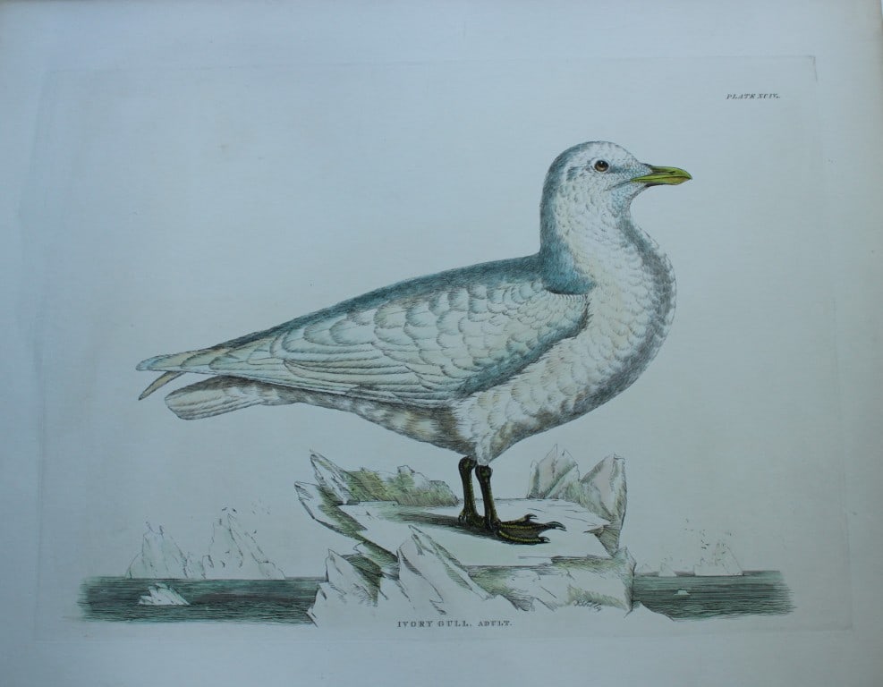 Prideaux J Selby - Ivory Gull 1821 (1 of 2)