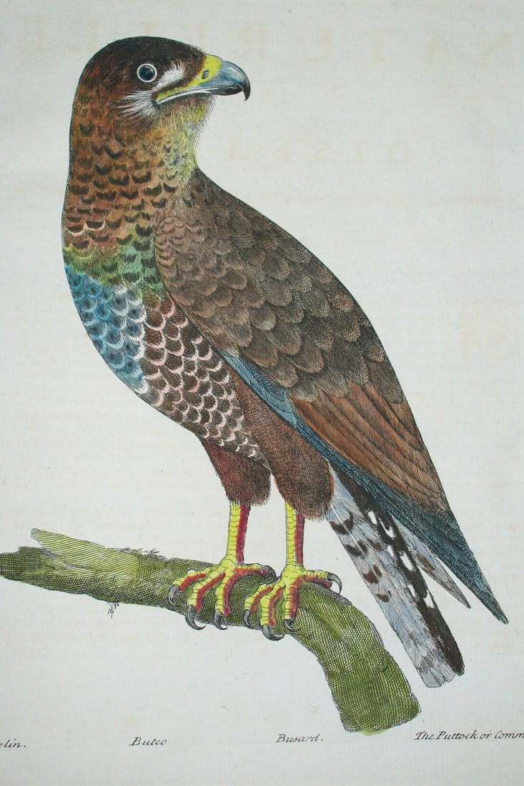 Eleazar Albin - Engraving of a Buzzard 1731 (1 of 2)