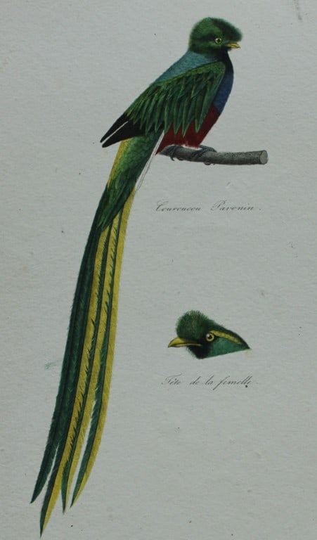 Rene Lesson - Pavonin's Couroucou Trogon 1838: This hand coloured copperplate engraving is from Complements de Buffon by Ren? Primev?re Lesson. Published by Pourrat Freres, Paris 1838. Size: 9.75in x 6.5in (25cm x 16.5cm)