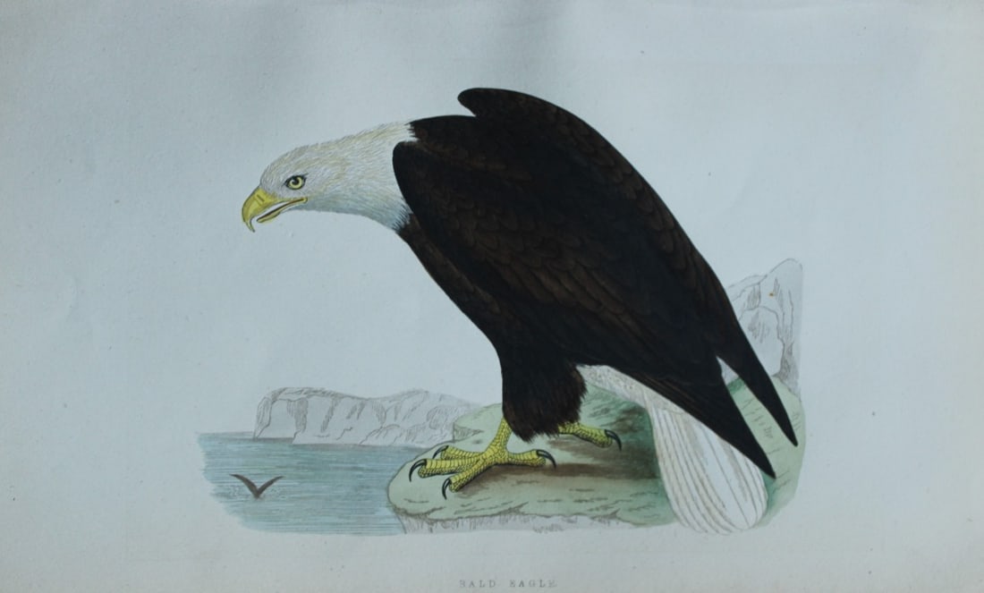 Charles Bree - 3 prints of Eagles from Birds of Europe 1866 (1 of 3)