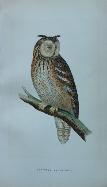 Charles Bree - 3 prints of Owls from Birds of Europe 1866 (1 of 3)