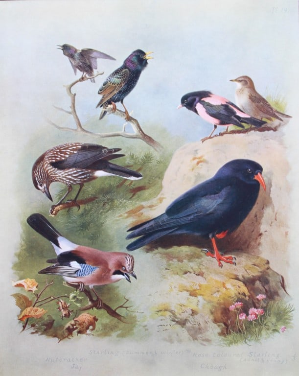 Archibald Thorburn - 3 prints of British birds 1915 (1 of 3)