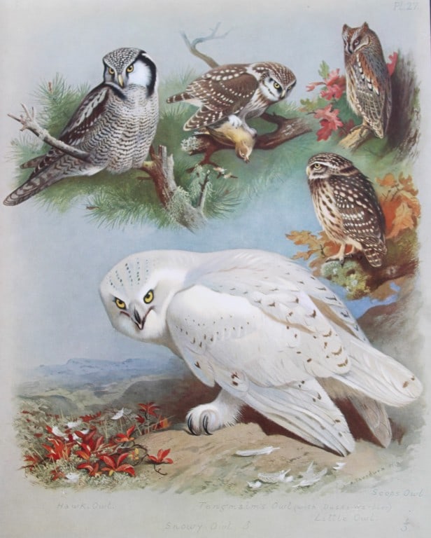 Archibald Thorburn - 3 prints of Owls 1915: These 3 chromolithographs are from British Birds by Archibald Thorburn. Published in 1915 by Longmans, Green and Co, London. The prints listed here are: Plate 26 - Long-eared Owl, Barn Owl, Tawny Owl,