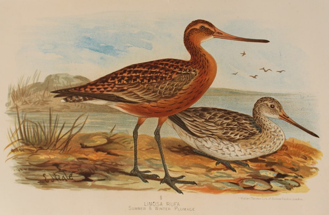 E Neale - 2 prints of Bar-tailed Godwit and Black-tailed Godwit 1879 (1 of 2)
