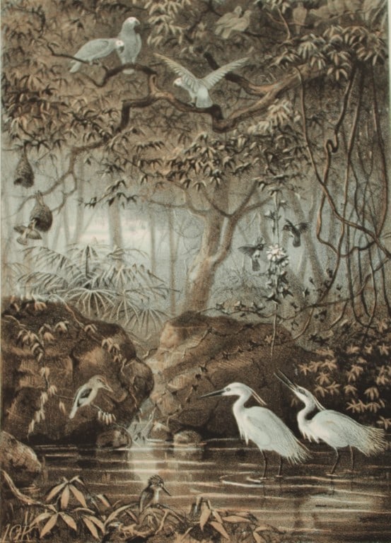 JG Keulemans - 4 chromolithographs from Bird Life by Brehm 1874 (1 of 8)