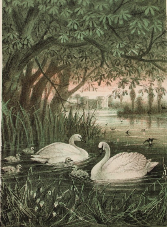 JG Keulemans - 4 chromolithographs from Bird Life by Brehm 1874 (1 of 8)